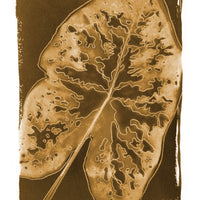 Caladium - Fine Art Print