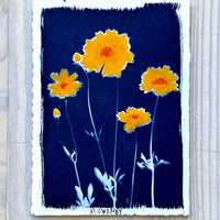 Summer Susans I