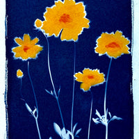 Summer Susans I