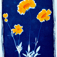 Summer Susans II