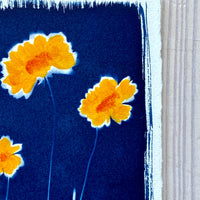 Summer Susans II