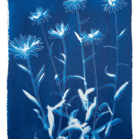 Shasta Daisies - Fine Art Print