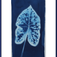 Tall Caladium 1
