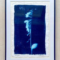 Bellflowers