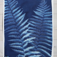 Ostrich Fern