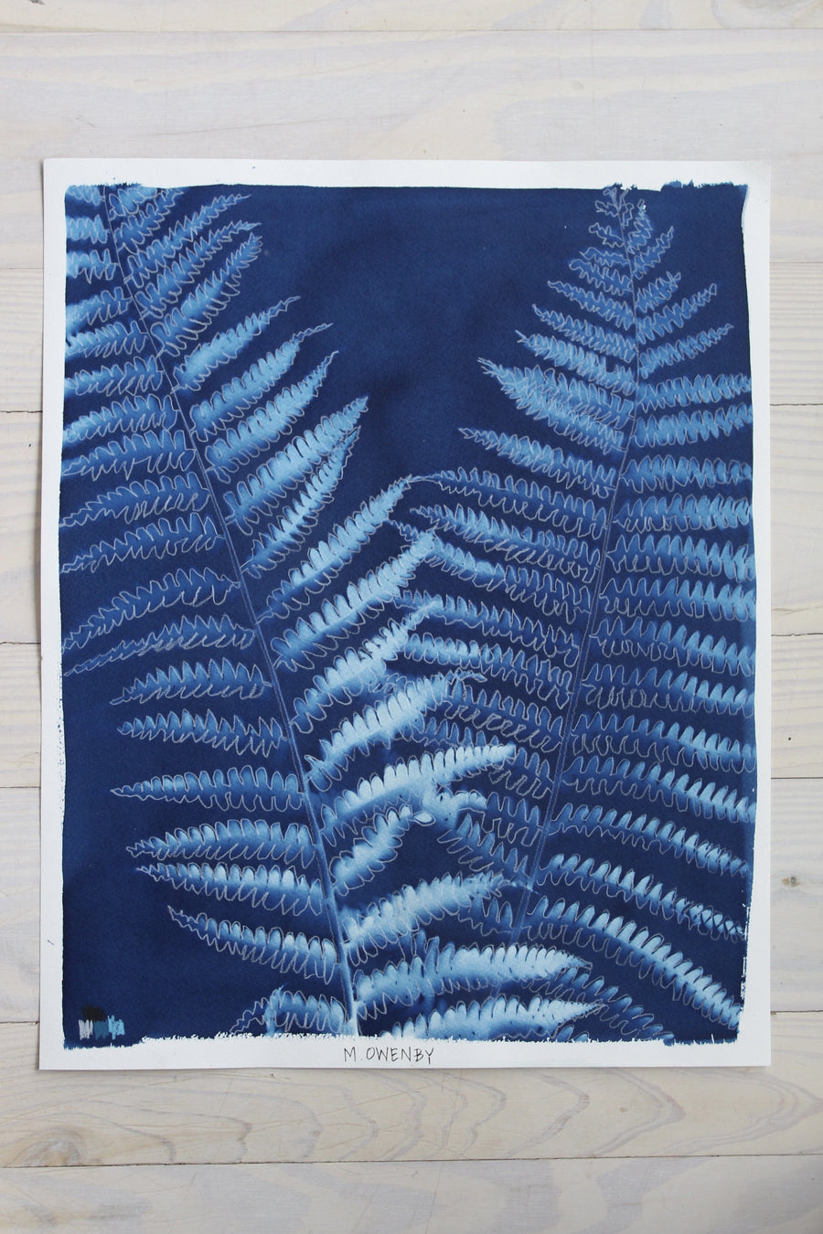 Ostrich Fern