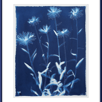 Shasta Daisies - Offered Exclusively by the Charleston Artist Collective